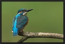 ijsvogel DSC_0028-01